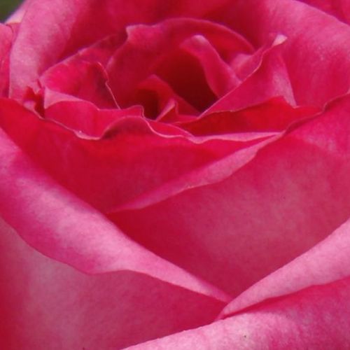 Rosa Kordes' Perfecta® - rosa de fragancia intensa - Árbol de Rosas Híbrido de Té - rosal de pie alto - blanco - rosa - Reimer Kordes- forma de corona de tallo recto - Rosal de árbol con forma de flor típico de las rosas de corte clásico.